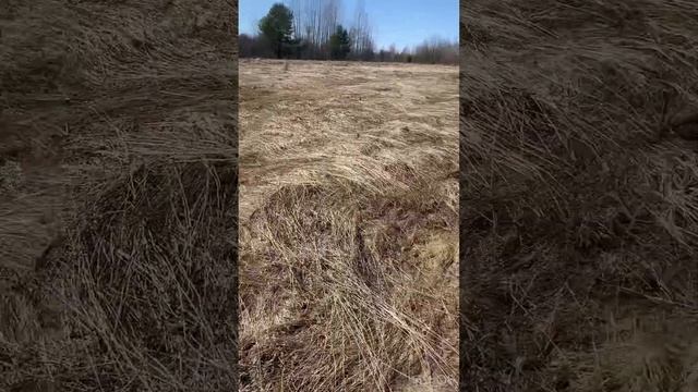 Много советов ) коп С Nokta Legend