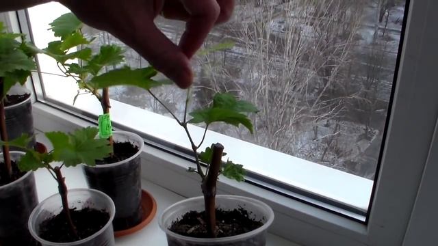 Дополнительная подсветка саженцам смотреть онлайн
