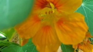 22. Как цветет настурция "Золотой шар"/How does the nasturtium "Golden Ball"