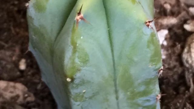 Cactus Wednesday- Myrtillocactus Geometrizans Cristata смотреть онлайн