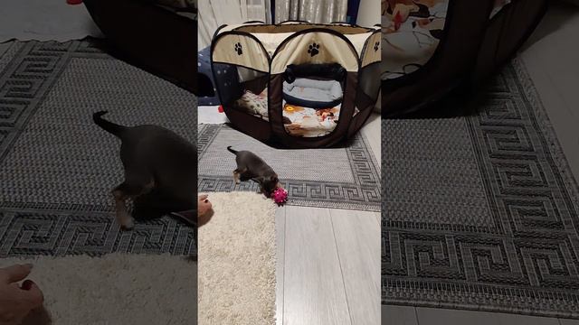 Чихуахуа и мячик смотреть онлайн