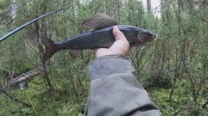 В поисках крупного хариуса.На болотных берегах.
