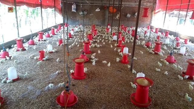 गम्बोरा बीमारी मे क्या करे कैसे पहचाने | poultry ibd disease смотреть онлайн