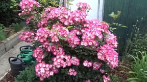 Роза Букаву\ Bukavu.