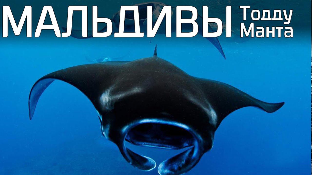 Мальдивы, снорклинг с мантами, о.Тодду, дельфины, сезон март 2019