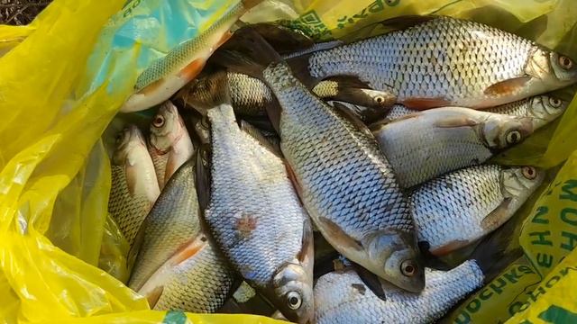 золотая яма ловля плотвы