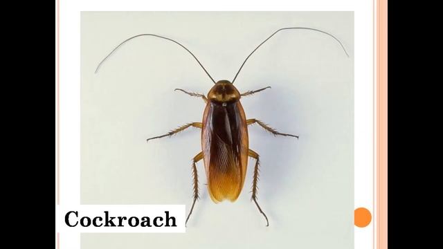 Animals: Number of legs (Grade 3) смотреть онлайн