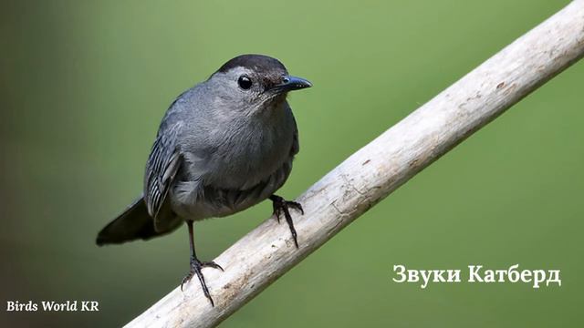 Звуки Кaтберд смотреть онлайн
