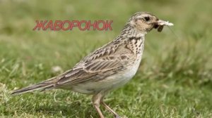 Птицы средней полосы 2017г