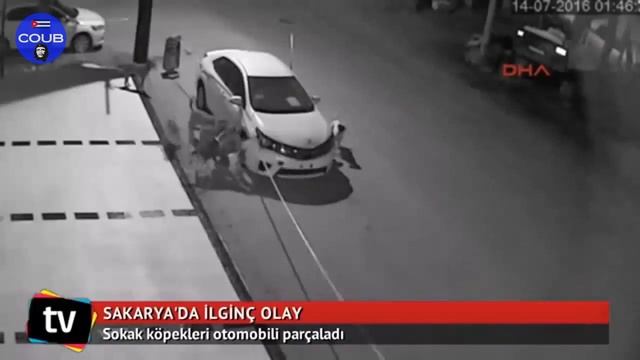 Слабонервным не смотреть. Best Coub Vine & Gif - Лосиные тёрки #8 смотреть онлайн