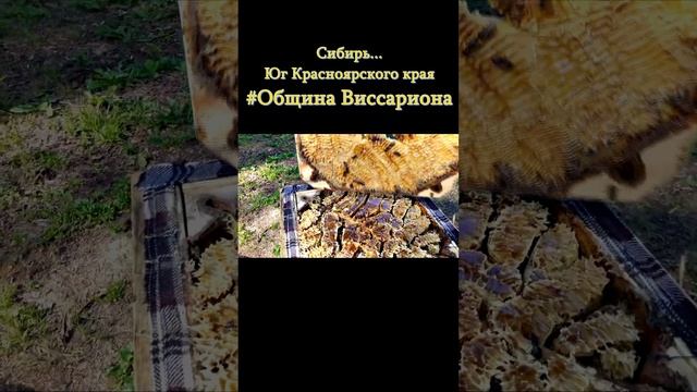 ✨Пчёлы✨в #Обители_Рассвета #shorts #община_виссариона #предсказание_о_новом_правителе #город_солнц смотреть онлайн