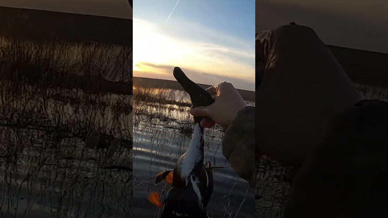 Весенняя охота. Лучшие налеты 2024. #hunting #охотанауток #охотаназайца смотреть онлайн