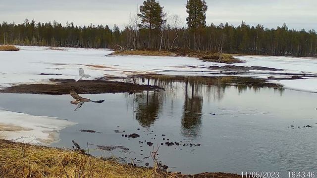 Скопа и чайки не поделили рыбу. Фотоловушка Лапландского заповедника смотреть онлайн