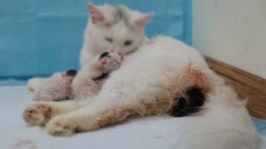 Cat Giving Birth to 6 Kittens