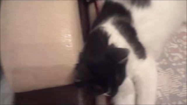 Новогодний выпуск: Домашний влог, ставлю елку, украшаю комнату к нг смотреть онлайн