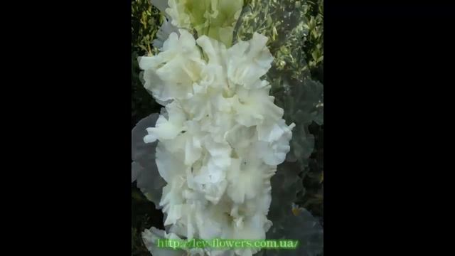 #Гладиолусы белые1 #Сад цветов Екатерины Ляшенко смотреть онлайн