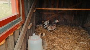 БРОСИЛИ ХУТОР, а животные СБЕЖАЛИ в лес. Вычислили ВОРА в курятнике черничного хутора