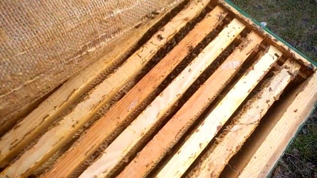 Зимовка пчел украинской степной. Наша пасека. Зимовка без утепления. смотреть онлайн