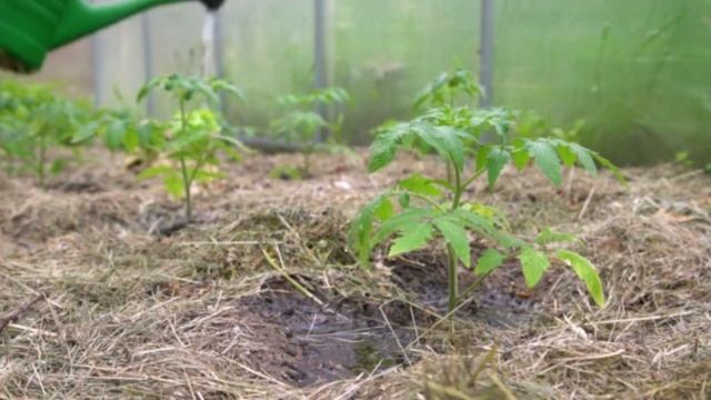 У меня нет слов! После Стебли у Всей Рассады Перца и Томатов Толстенные! Природный Стимулятор Роста смотреть онлайн