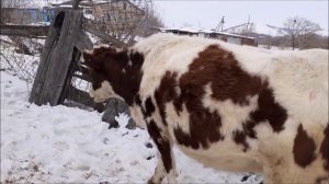 Яркие признаки  стельности у нетели.