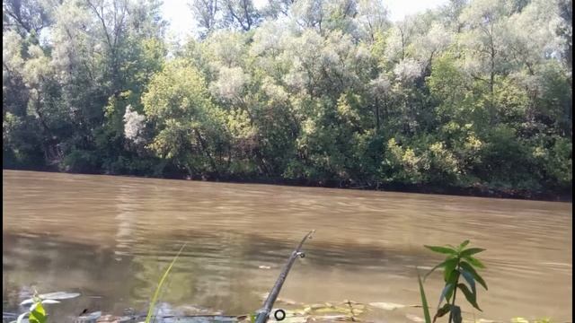 Ловля со дна на кукурузу и червя на речке смотреть онлайн