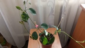 Дипладения - мешают " усы" цветению или нет?