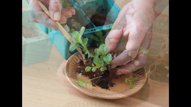 Как вырастить однолетнюю астру из семян ч 2 смотреть онлайн