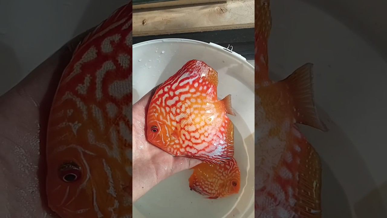 Кубанское золото в Новороссийск #aquarium #аквариум #аквариумныерыбки #discus #дискусы смотреть онлайн
