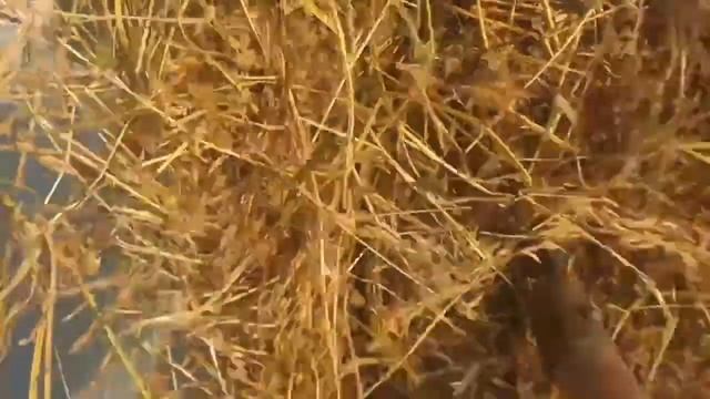 коровы зимой смотреть онлайн