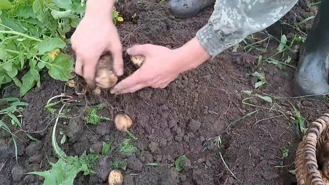 НА ЯЙЦО ИЛИ НА МЯСО///С ЧЕГО БЫ Я НАЧАЛ ТРИ ГОДА НАЗАД!!! смотреть онлайн