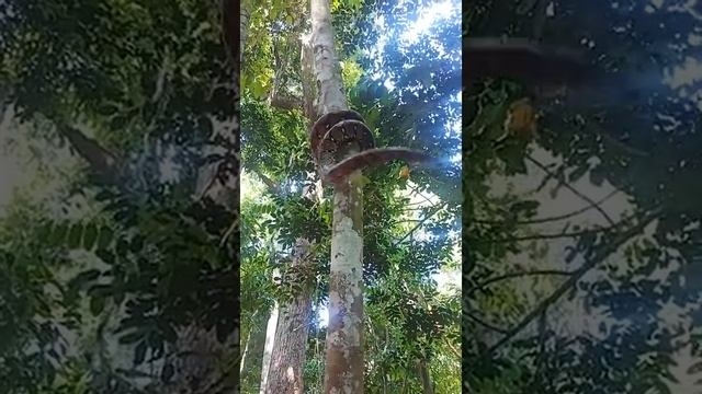 Питон лезет на дерево смотреть онлайн