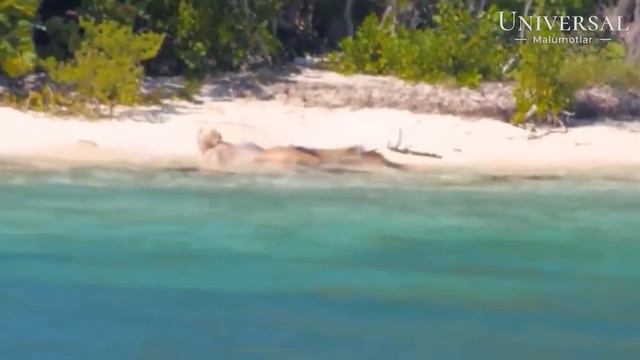 ODAMLAR SOHILDA SUV PARISINI KO'RISHDI // SUV PARISI ROSTDAN HAM MAVJUDMI