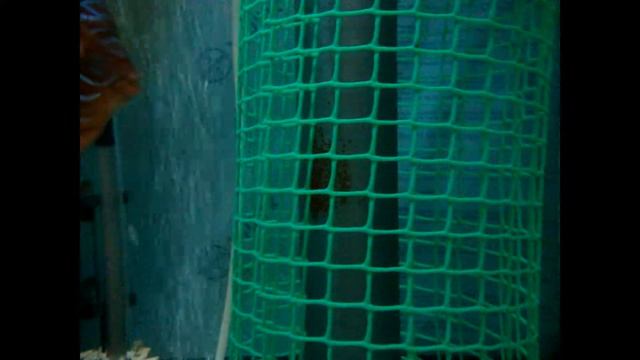 Дискусы охраняют личинку смотреть онлайн