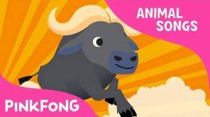 Follow Me Buffalo | Buffalo | Animal Songs | Pinkfong Songs for Children