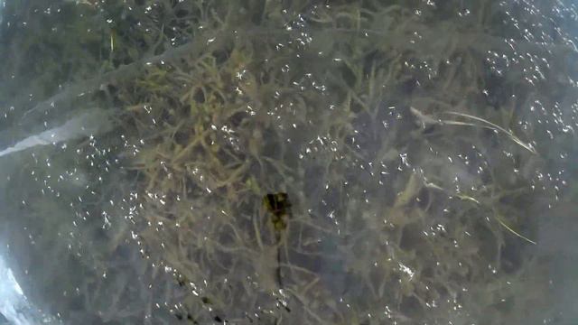 Зимняя рыбалка.Лёд. Дно. смотреть онлайн