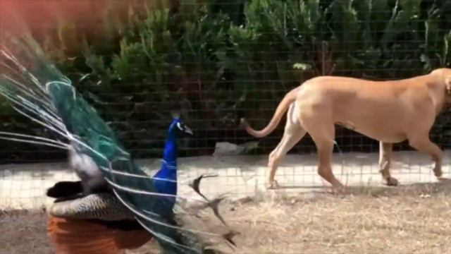 Фила Бразилейро    Fila Brasileiro