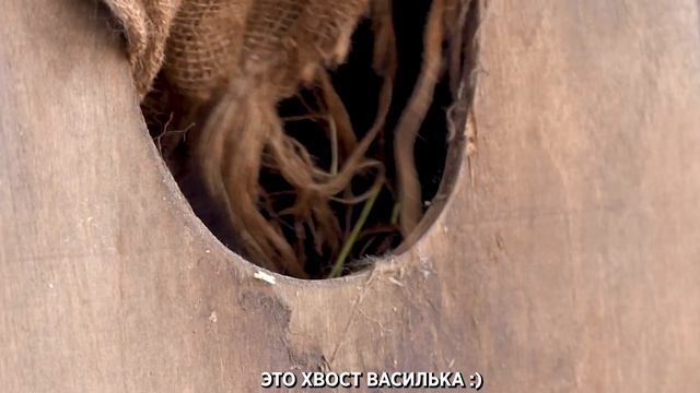 В Зоосаде Деда Мороза проснулись еноты и енотовидные собаки смотреть онлайн