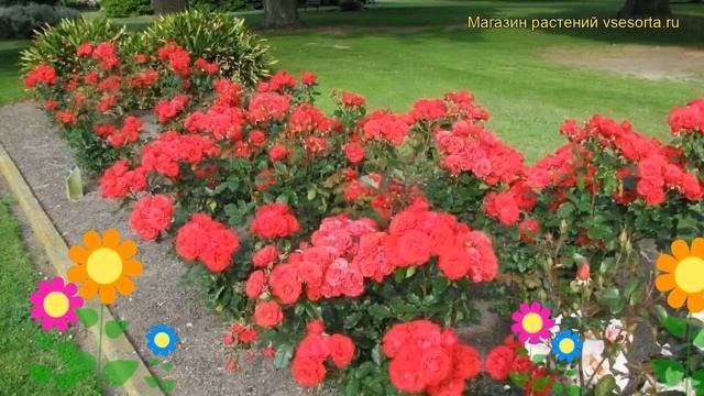 Роза флорибунда Сатчмо. Краткий обзор, описание характеристик, где купить саженцы Satchmo смотреть онлайн