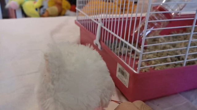 Хомяк Лютик играет с кошкой 🐁❤️🐈 смотреть онлайн