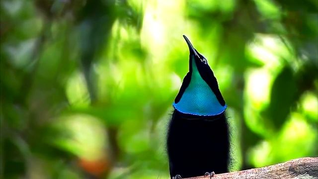 10 САМЫХ РЕДЧАЙШИХ ЖИВОТНЫХ В МИРЕ смотреть онлайн