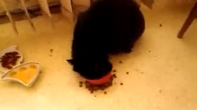 Мята... Кошачья мята... Ничего более... смотреть онлайн