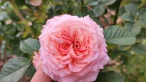 Роза Амаретто - флорибунда от Кордес??