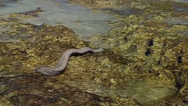 МУРЕНА В ДЕЛЕ! Мурена напала на дайвера. На что способна мурена против осьминога, краба, акулы смотреть онлайн