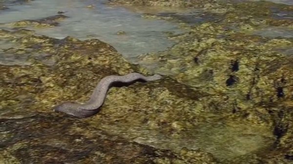 МУРЕНА В ДЕЛЕ!  Мурена напала на дайвера.  На что способна мурена против осьминога, краба, акулы