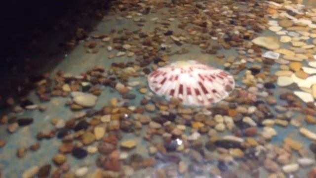 дилер Иван Калинин г. Дмитров смотреть онлайн