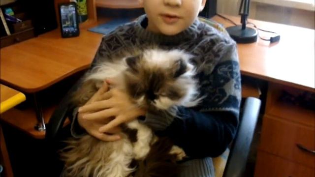 Рассказ о своем домашнем коте смотреть онлайн