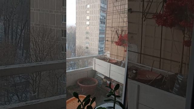 Кормление синиц зимой на балконе смотреть онлайн