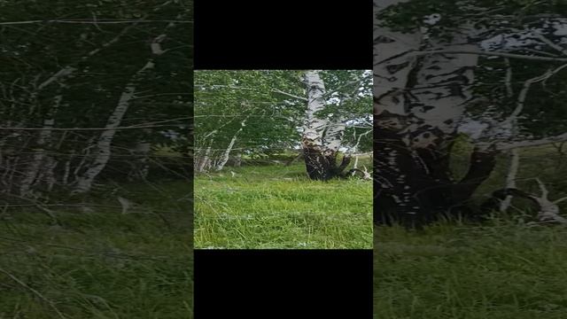 в лес за дровами