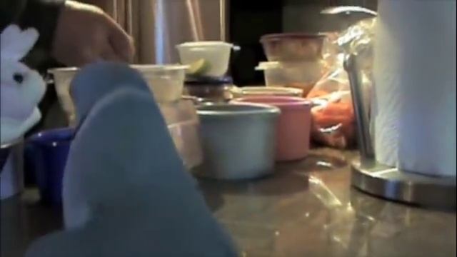 Parrot Loves New Bunny