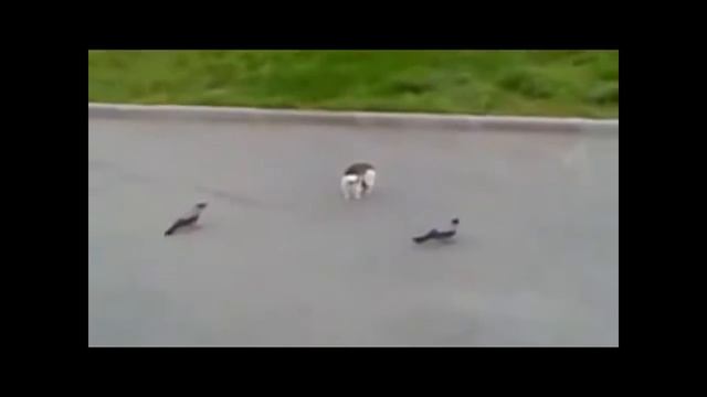 Приколы с вороной смотреть онлайн